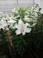 [5271 Siberia HLC TL No02.JPG]